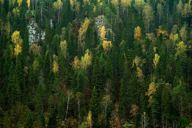 Achtergrond - de helling van een rotsachtige berg begroeid met herfst naald-loofbos