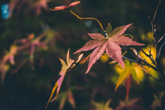 Achtergrond de herfstbladeren in Japan