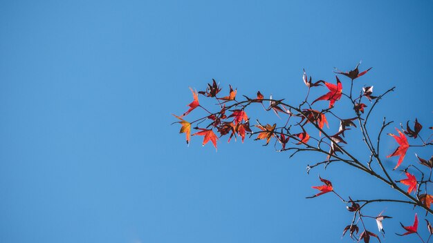 Achtergrond de herfstbladeren in Japan