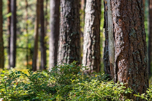 Achtergrond dennenbos met weelderig groen bosbessengras Focus op de voorgrond wazige achtergrond