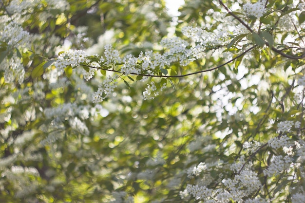 Achtergrond Een tak van een vogelkers met witte bloemen