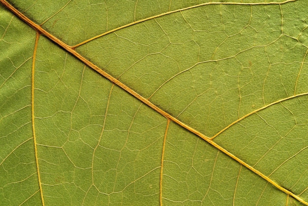 Achtergrond en abstracte natuurlijke textuur van een deel van bladeren van een plantclose-up