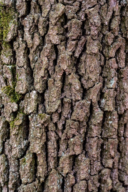 Achtergrond en patroon rustiek hout schors textuur achtergrond van gewone hoornbalk