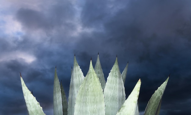 Achtergrond en textuur van de Agave Americana maguey-plant met ruimte voor tekst