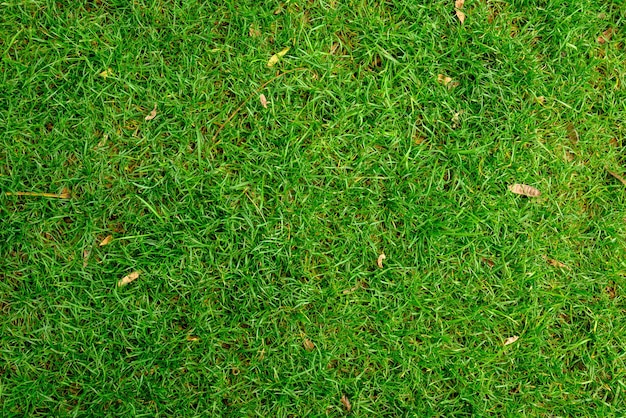 Achtergrond en textuur van groen gras