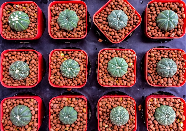 Achtergrond en textuur van groene Cactus in plastic pot bij de boommarkt.