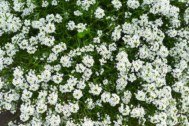 Achtergrond gemaakt van veel kleine witte bloemen