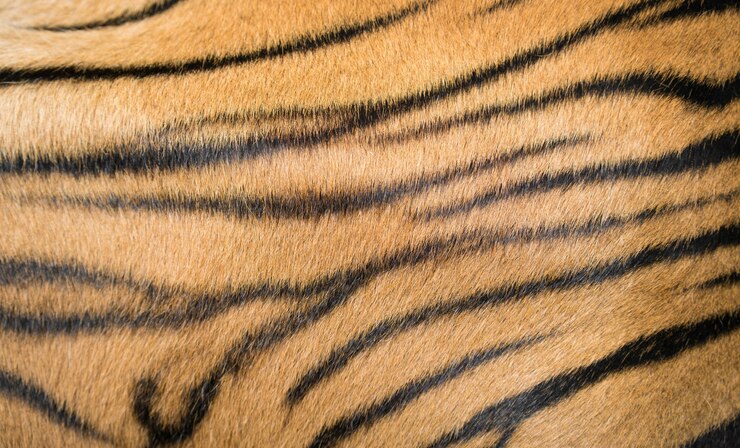 Foto achtergrond getextureerd van bengal tiger bont