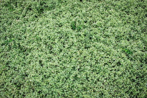 Achtergrond groen blad op natuurlijk.