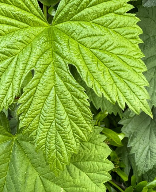 achtergrond groene bladeren macro natuur groen lente