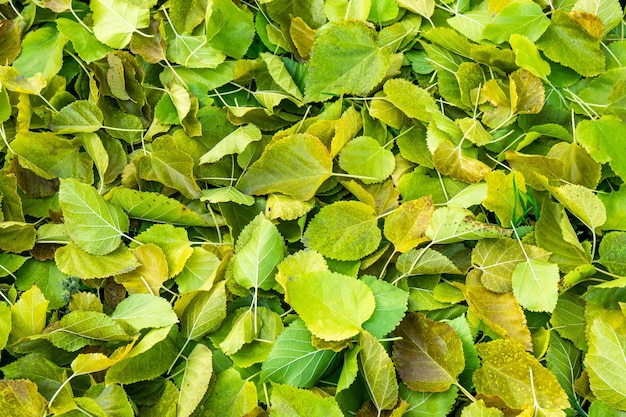 Achtergrond groep herfst oranje bladeren.