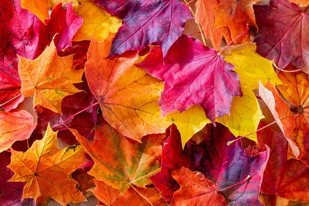 Achtergrond groep herfst oranje bladeren.