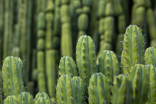 Achtergrond grote groene cactus in de natuur close-up