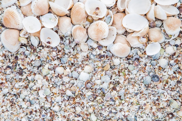 Achtergrond, grote schelpen op de bovenste helft van de foto, kleine en zand op de onderste helft. Hoge kwaliteit foto