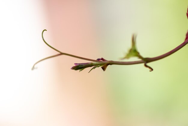 Achtergrond herfstbladeren in tegenlicht Parthenocissus