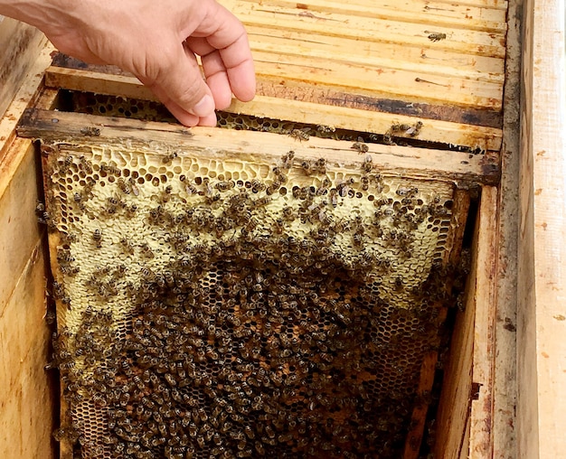 Achtergrond hexagon textuurwashoningraat van een bijenkorf