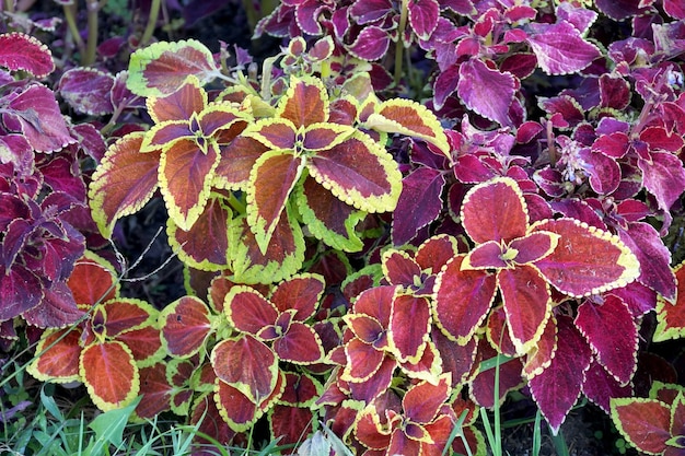 Achtergrond in de vorm van sierplanten met heldere bloemen op bedden