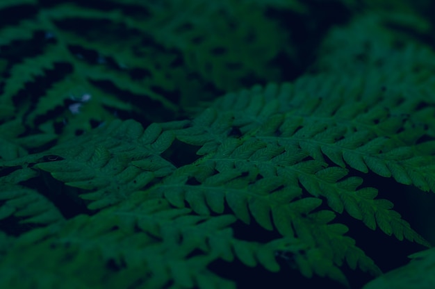 Achtergrond laat groen in de natuur