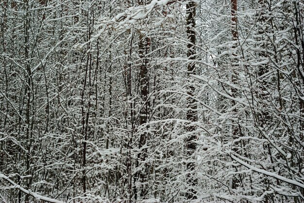 Achtergrond, landschap - winterbosstruikgewas na sneeuwval
