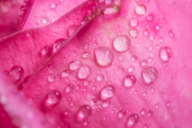 Achtergrond macro waterdalingen op roze bloemblaadjes.