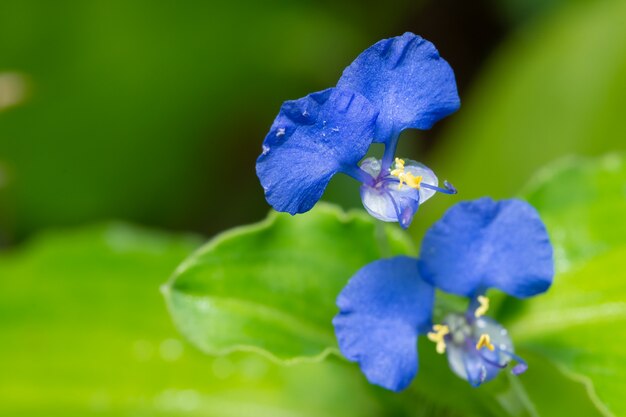 Achtergrond macro wildflower