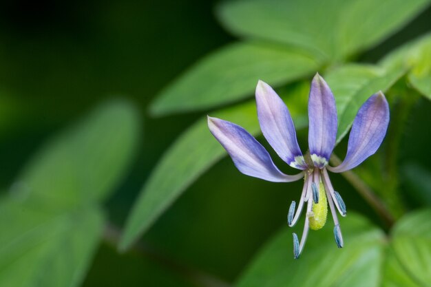 Achtergrond macro wildflower