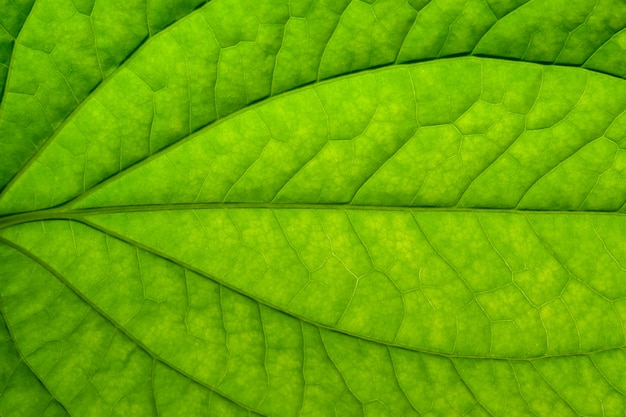 Foto achtergrond macropatroon van groene bladeren