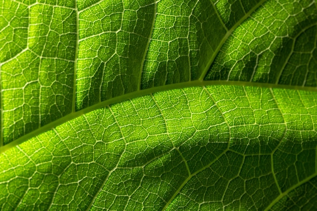 Achtergrond macropatroon van groene bladeren