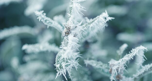 Achtergrond met bevroren planten bedekt met vorst