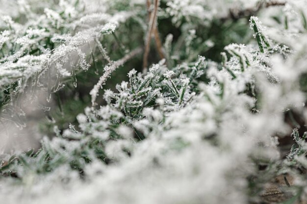 Achtergrond met bevroren planten bedekt met vorst