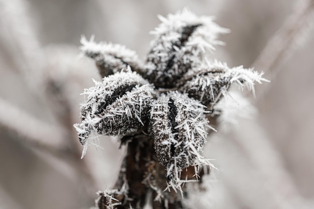 Achtergrond met bevroren planten bedekt met vorst