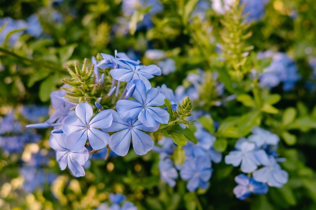 Achtergrond met blauwe bloemen