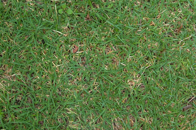 Achtergrond met de groene textuur van de grasgrond.