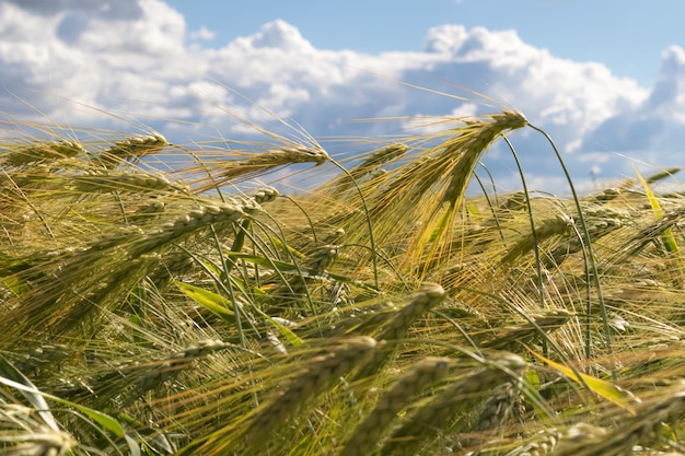 Achtergrond met een blauwe lucht en een veld met rijpe graanoren Het concept van landbouw