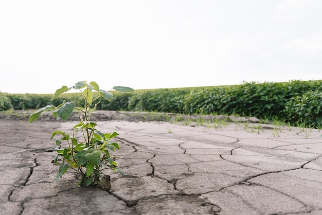 Achtergrond met gebarsten grond en sojabonenveld. droogte in de landbouw. bovenaanzicht van droogte in sojaveld met gebarsten grond.