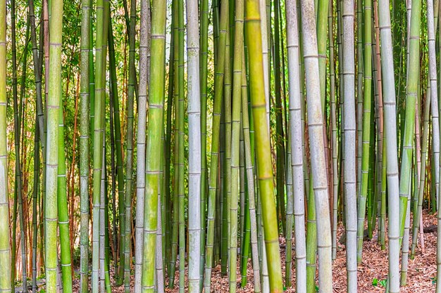 Achtergrond met gebladertepatroon van bamboebomen in een bosje of bos