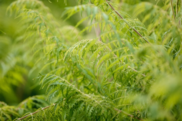 Achtergrond met groene takjes en bladeren, textuur