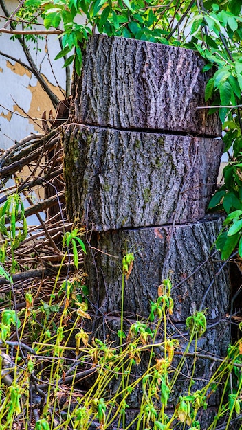 Achtergrond met grote houtstapel In het zomerbos van gezaagde oude grote dennen en sparren ontschorste logboeken voor bosbouw