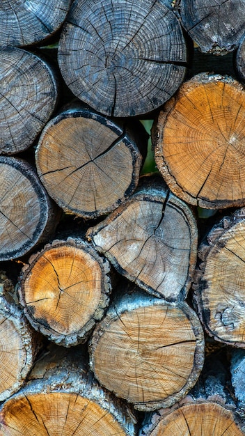 Achtergrond met grote houtstapel In het zomerbos van gezaagde oude grote dennen en sparren ontschorste logboeken voor bosbouw