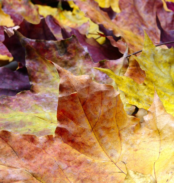 Achtergrond met herfst esdoorn bladeren