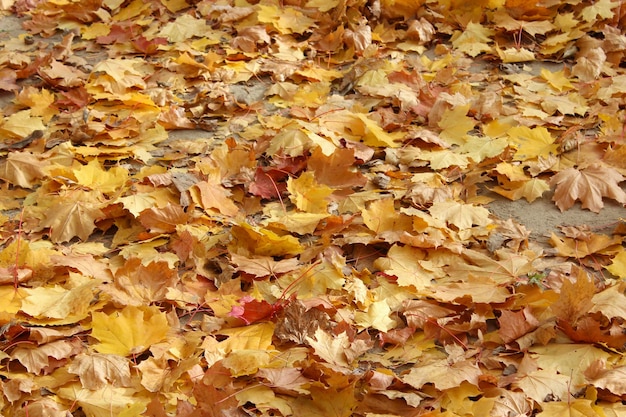 Achtergrond met herfst mooie en gele bladeren