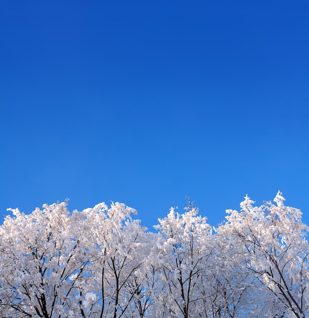 Achtergrond met ijs winter bossen