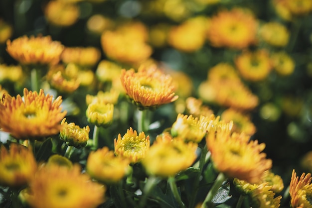 Foto achtergrond met mooie gele bloemen