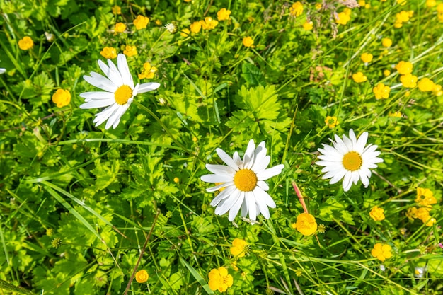 Achtergrond met mooie kamilles op een zomerweide.