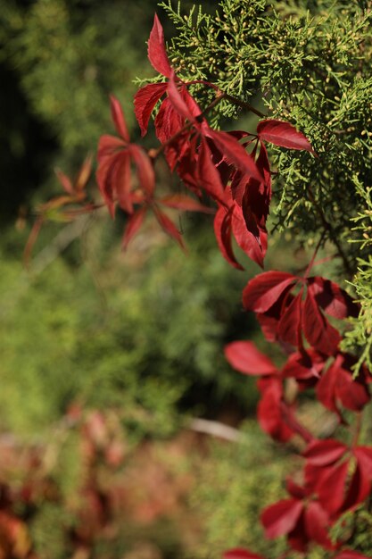 achtergrond met patroon van Parthenocissus bladeren en kopieerruimte