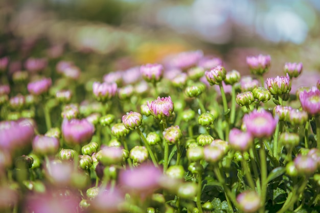 Foto achtergrond met prachtige paarse bloemen