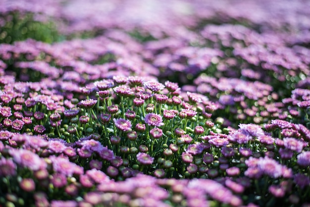 Achtergrond met prachtige paarse bloemen