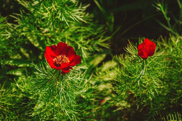 Achtergrond met rode pioenroos bloemen