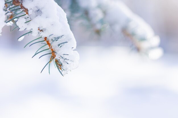 Achtergrond met sneeuw bedekte dennentakken.