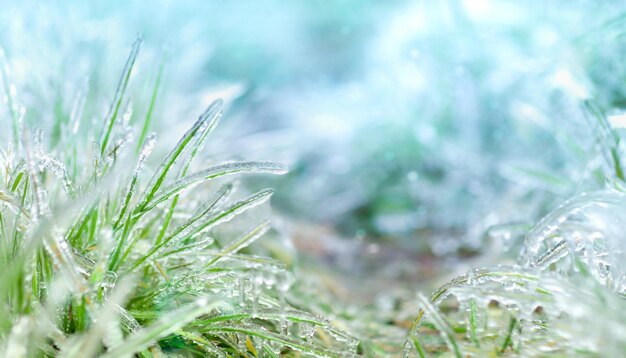 achtergrond met wazig en gloeiend groen gras bedekt met ijs